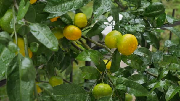 Jardin de Tangerine. Branches aux fruits jaunes, verts, orange mandarines. Gouttes de pluie sur le feuillage . — Video