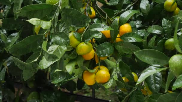 Tangerine boomtuin. Takken met gele, groene, oranje mandarijnen. Regendruppels op het blad. — Stockvideo