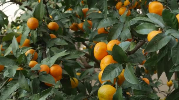 Tangerine fa kert. Sárga és narancssárga mandarin gyümölcsös ágak. — Stock videók