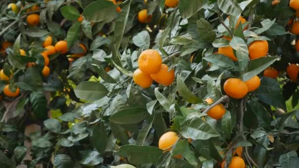 Tangerine fa kert. Sárga és narancssárga mandarin gyümölcsös ágak. — Stock videók