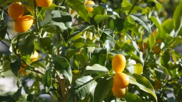 Naranja frutos maduros de kumquat o fortunella, kinkan. Sobre las ramas de un árbol en una olla. Se balancea en el viento . — Vídeo de stock