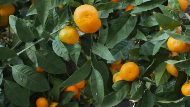 Tangerine fa kert. Sárga és narancssárga mandarin gyümölcsös ágak. — Stock videók