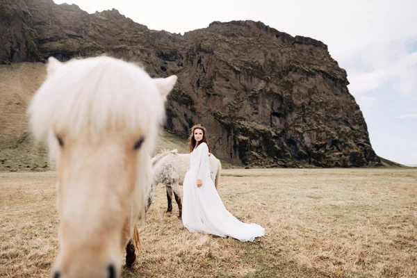 Tujuan sesi foto pernikahan Islandia dengan kuda Islandia. Pengantin wanita berjalan di lapangan, dekat dengan kuda cahaya merumput. — Stok Foto