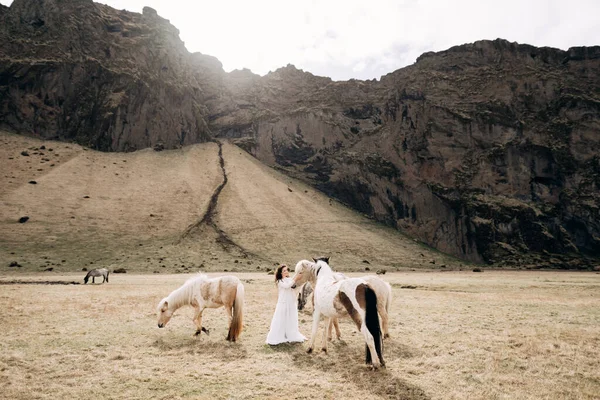 Uma noiva acariciando cavalos em um campo contra uma montanha rochosa. Destino Islândia sessão de fotos de casamento com cavalos islandeses . — Fotografia de Stock