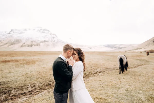 Destino Islândia sessão de fotos de casamento com cavalos islandeses. O noivo abraçou as mãos das noivas, na frente de seu rosto . — Fotografia de Stock