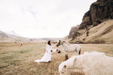 Beyaz elbiseli gelin, atlarla dolu bir tarlada. İzlanda 'da İzlanda atlarıyla yapılan düğün fotoğrafları.. 