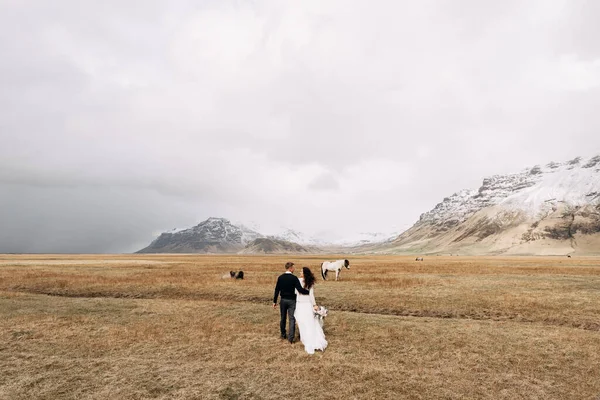 घोड्यांनंतर लग्न जोडप्या. ग्रोम वधूला मिठी मारतो. गंतव्य आइसलँड आइसलँडच्या घोड्यांसह लग्न फोटो सत्र . — स्टॉक फोटो, इमेज