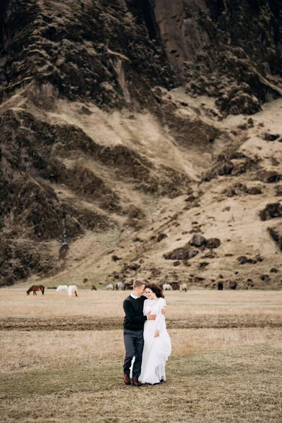 Couple de mariage sur le fond d'une montagne rocheuse et le pâturage des chevaux en Islande. Les mariés marchent sur le terrain en se tenant la main . — Photo