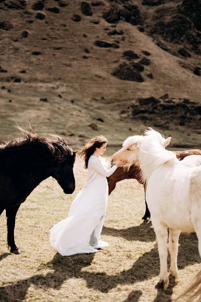 Cel podróży Islandia sesja ślubna z islandzkimi końmi. Panna młoda w białej sukni spaceruje wśród stada koni na polu.. — Zdjęcie stockowe