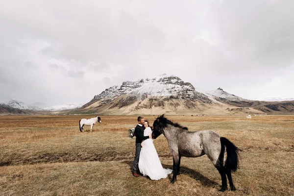 Casamento casal depois com cavalos. O noivo abraça a noiva. Destino Islândia sessão de fotos de casamento com cavalos islandeses . — Fotografia de Stock