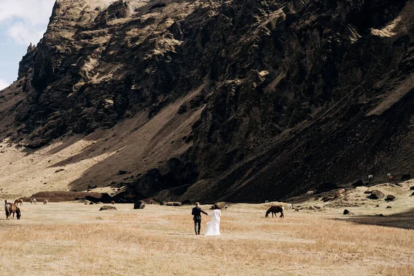 아이슬란드의 바위투성이 산 과 풀을 뜯는 말의 배경에 있는 부부. 신랑 신부 가손을 잡고 들에서 걷고 있다. — 스톡 사진
