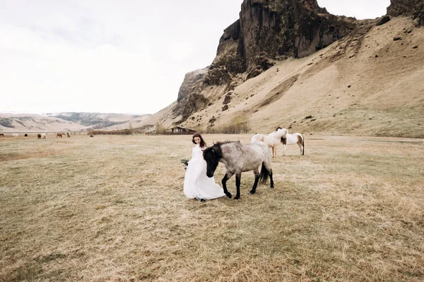 A noiva em um vestido branco e um buquê em suas mãos, acariciando um cavalo com uma crina preta no rosto, em um campo de musgo. Destino Islândia sessão de fotos de casamento com cavalos islandeses . — Fotografia de Stock