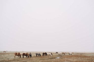 Bir at sürüsü tarlada yürüyor ve ot yiyor, kar yağıyor, kar yağışı yüzünden görüş mesafesi düşük. İzlanda atı İzlanda 'da yetişen bir attır..