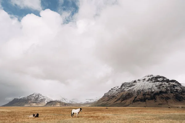 Cavalo branco em um fundo de montanhas cobertas de neve rochosas e nuvens brancas em um céu azul. O cavalo islandês é uma raça de cavalo cultivada na Islândia . — Fotografia de Stock