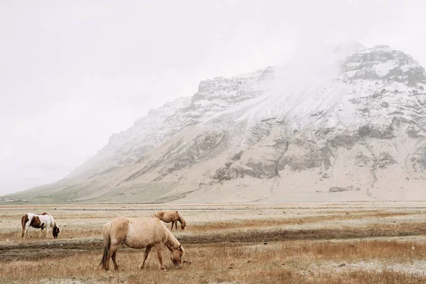 Tre cavalli pizzicano l'erba nel campo, sullo sfondo di montagne innevate. Il cavallo islandese è una razza di cavallo cresciuto in Islanda . — Foto Stock