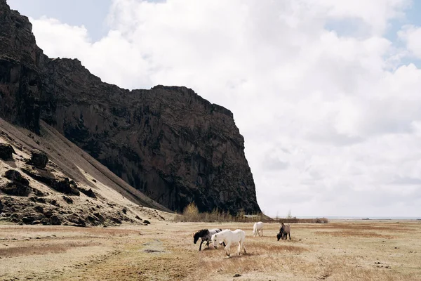 말 떼가 검은 바위 산을 배경으로 들판을 가로질러 걸어가고 있다. 아이슬란드 말은 아이슬란드에서 자라는 말의 품종이다. — 스톡 사진