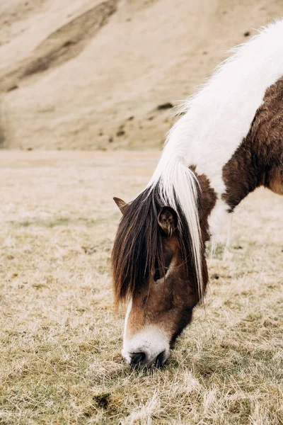 Un portrait rapproché d'un cheval. Il mange de l'herbe sèche par terre dans le champ. Couleurs blanc et marron. Le cheval islandais est une race de cheval cultivée en Islande . — Photo