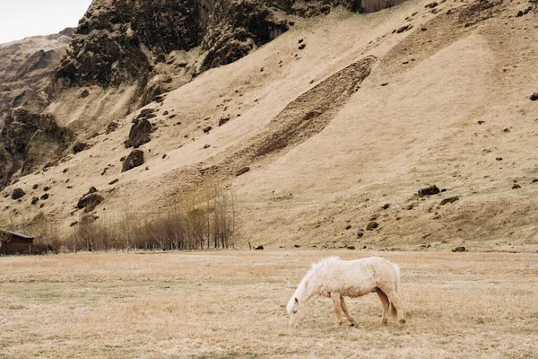 Ісландський кінь - порода коней, вирощена в Ісландії. Вершниковий кінь з білою гривою пасеться на полі біля гори, є суха жовта трава.. — стокове фото