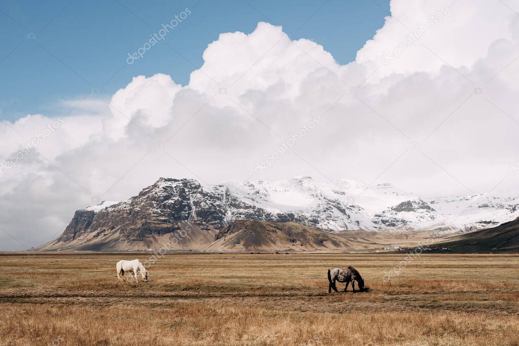 Two horses graze against the backdrop of a rocky snow-capped mountain and white velvet clouds in the blue sky. The Icelandic horse is a breed of horse grown in Iceland.
