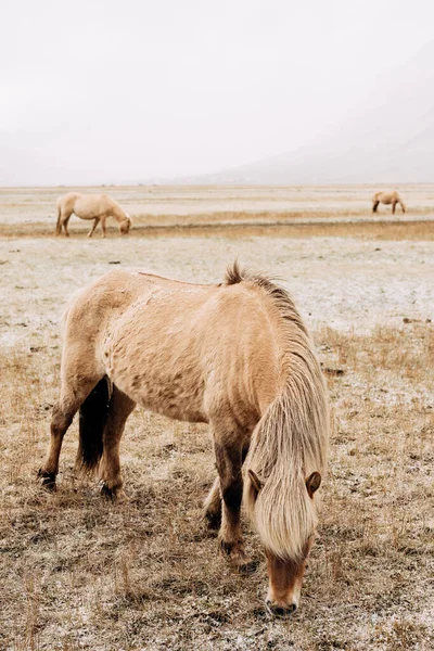 Un gros plan d'un cheval bronzé avec une belle crinière. Il pince l'herbe neigeuse. Le cheval islandais est une race de cheval cultivée en Islande . — Photo