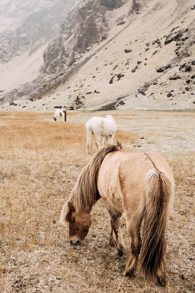 Vue rapprochée d'un cheval brun broutant dans un champ contre un troupeau et des montagnes enneigées. Il cueille l'herbe jaune saupoudrée de neige. Le cheval islandais est une race de cheval cultivée en Islande . — Photo