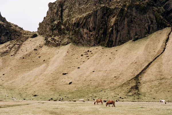 O cavalo islandês é uma raça de cavalo cultivada na Islândia. Cavalos castanhos e brancos pastam no campo aos pés da montanha. Eles comem grama seca amarela . — Fotografia de Stock