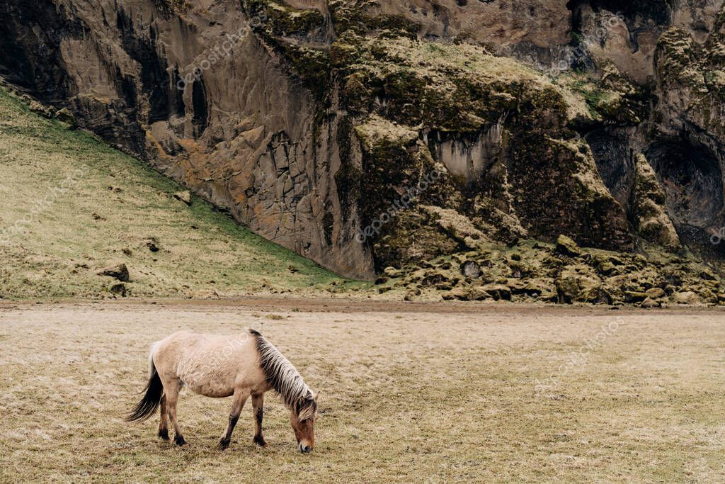 El caballo islandés es una raza de caballos criados en Islandia. Un