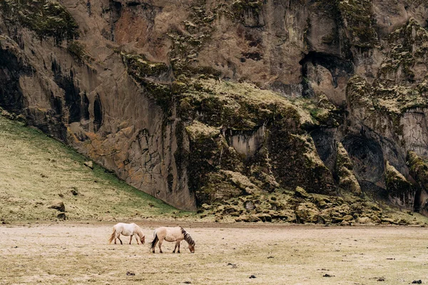 The Icelandic horse is a breed of horse grown in Iceland. Two cream-colored horses graze in a field of yellow grass against a rocky mountain. — Stock Photo, Image
