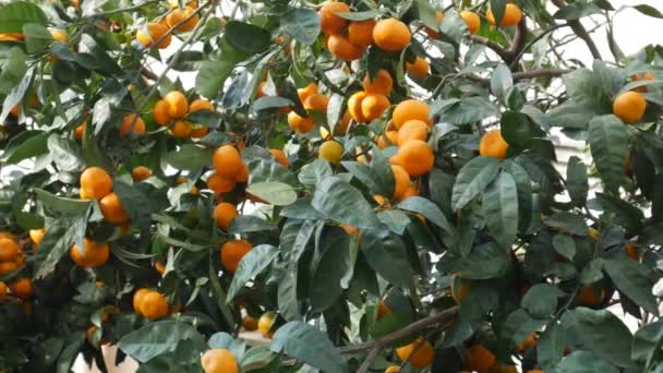 Tangerine tree garden. Branches with yellow and orange mandarin fruits. — Stock Video