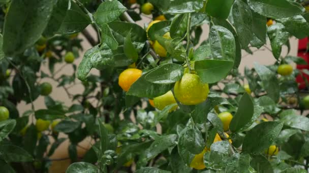 Tangerine tree garden. Branches with yellow, green, orange mandarin fruits. Raindrops on the foliage. — Stock Video