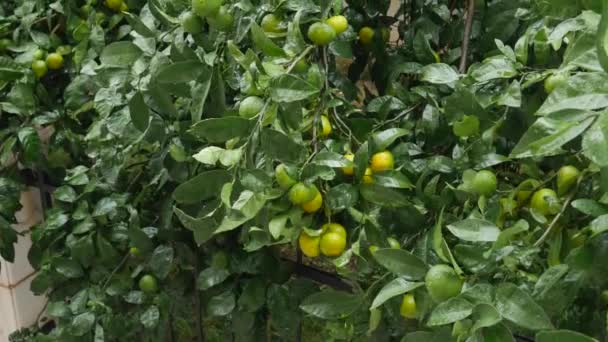 Mandarinenbaumgarten. Zweige mit gelben, grünen und orangen Mandarinenfrüchten. Regentropfen auf dem Laub. — Stockvideo