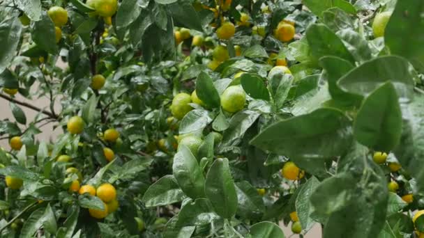 Tangerine tree garden. Branches with yellow, green, orange mandarin fruits. Raindrops on the foliage. — Stock Video