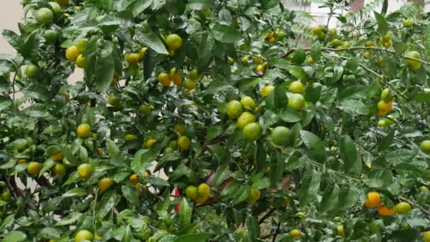 Сад с мандаринами. Ветви с желтыми, зелеными, оранжевыми мандариновыми фруктами. Капли дождя на листве . — стоковое видео