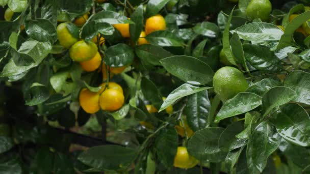 Tangerin trädträdgård. Filialer med gula, gröna, orange mandarinfrukter. Regndroppar på bladverket. — Stockvideo