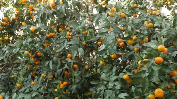 Jardín de árboles de mandarina. Ramas con frutos de mandarina amarilla y naranja . — Vídeos de Stock