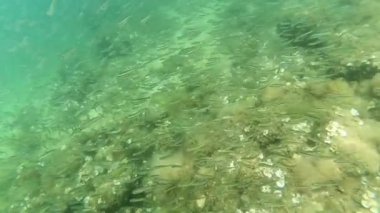 Suyun altında küçük bir balık sürüsü.
