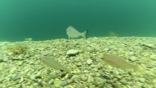 De dorada vis zwemt onder water. Schone wateren van de Adriatische Zee, Montenegro. — Stockvideo