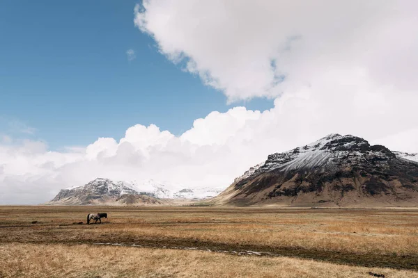Um cavalo solitário está andando sozinho em um campo. Contra o pano de fundo de montanhas rochosas com picos cobertos de neve e um céu azul com nuvens brancas. O cavalo islandês é uma raça de cavalo cultivada na Islândia . — Fotografia de Stock