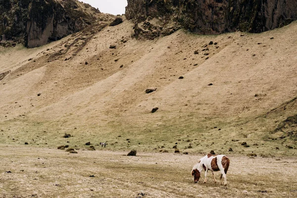 아이슬란드 말은 아이슬란드에서 자라는 말의 일종이다. 점박이 흰색 - 갈색말은 산 기슭에 있는 노란 풀을 먹는다. — 스톡 사진