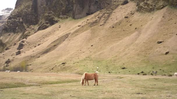 Bir at sürüsü kayalık bir dağın arka planında otluyor. İzlanda atı İzlanda 'da yetişen bir attır.. — Stok video