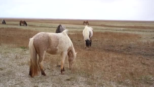 El caballo islandés es una raza de caballos criados en Islandia. Primer plano de un caballo de color crema, sobre el fondo de otros caballos pastando en el campo. Comer hierba amarilla nevada . — Vídeo de stock