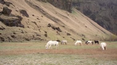 Birçok renkli at dağa karşı bir tarlada otluyor. İzlanda atı İzlanda 'da yetişen bir attır..