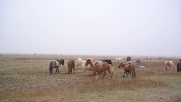 Uma manada de cavalos está caminhando pelo campo e comendo grama, está nevando, pouca visibilidade devido à queda de neve. O cavalo islandês é uma raça de cavalo cultivada na Islândia . — Vídeo de Stock