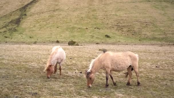 The Icelandic horse is a breed of horse grown in Iceland. Two cream-colored horses graze in a field against a rocky mountain, eat yellow grass. — Stock Video