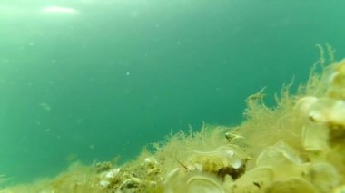 Güzel saf su altı deniz manzarası