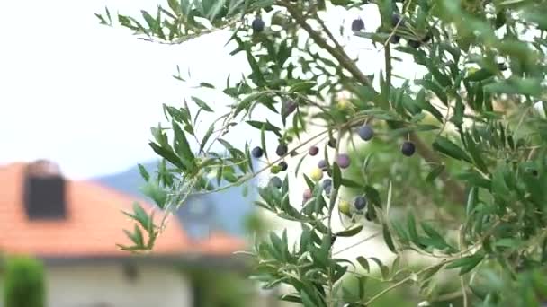 Blå mogen olivfrukt på en trädgren, svajande i vinden. — Stockvideo