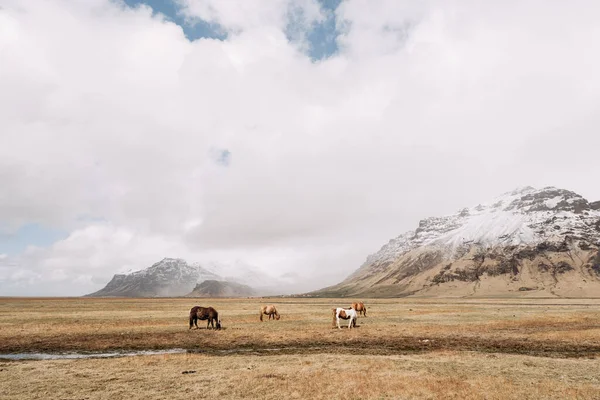 Cztery konie pasą się na polu, na tle śnieżnego klifu, chmur i błękitnego nieba. Islandzki koń jest rasą koni uprawianych na Islandii.. — Zdjęcie stockowe
