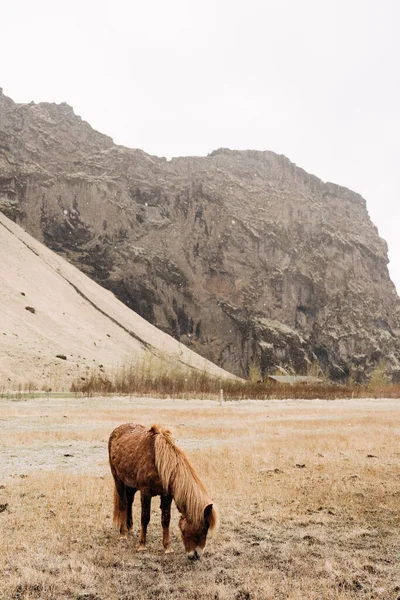 Коричневий кінь з прекрасною гривою пасеться в полі і натягує траву на тлі кам'янистої сніжної гори. Ісландський кінь - порода коней, вирощена в Ісландії.. — стокове фото