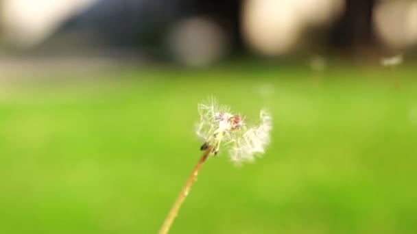 Fragile fleur de pissenlit blanc est époustouflé par le vent du printemps. Plan rapproché au ralenti. La fleur est balayée — Video