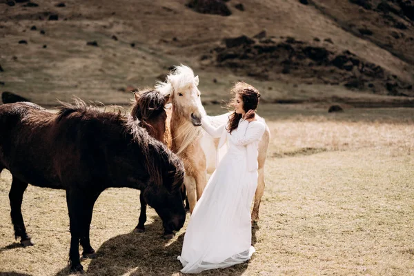 Destination Iceland wedding photo session with Icelandic horses. A bride in a white dress walks among a herd of horses in a field. — Stock Photo, Image